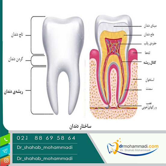 Structure and structure of teeth